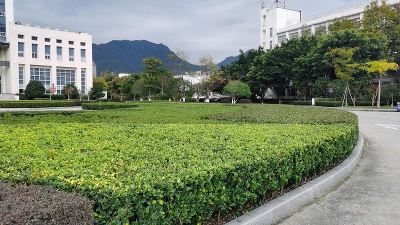市政道路绿化修剪标准：科学养护，提升城市景观品质